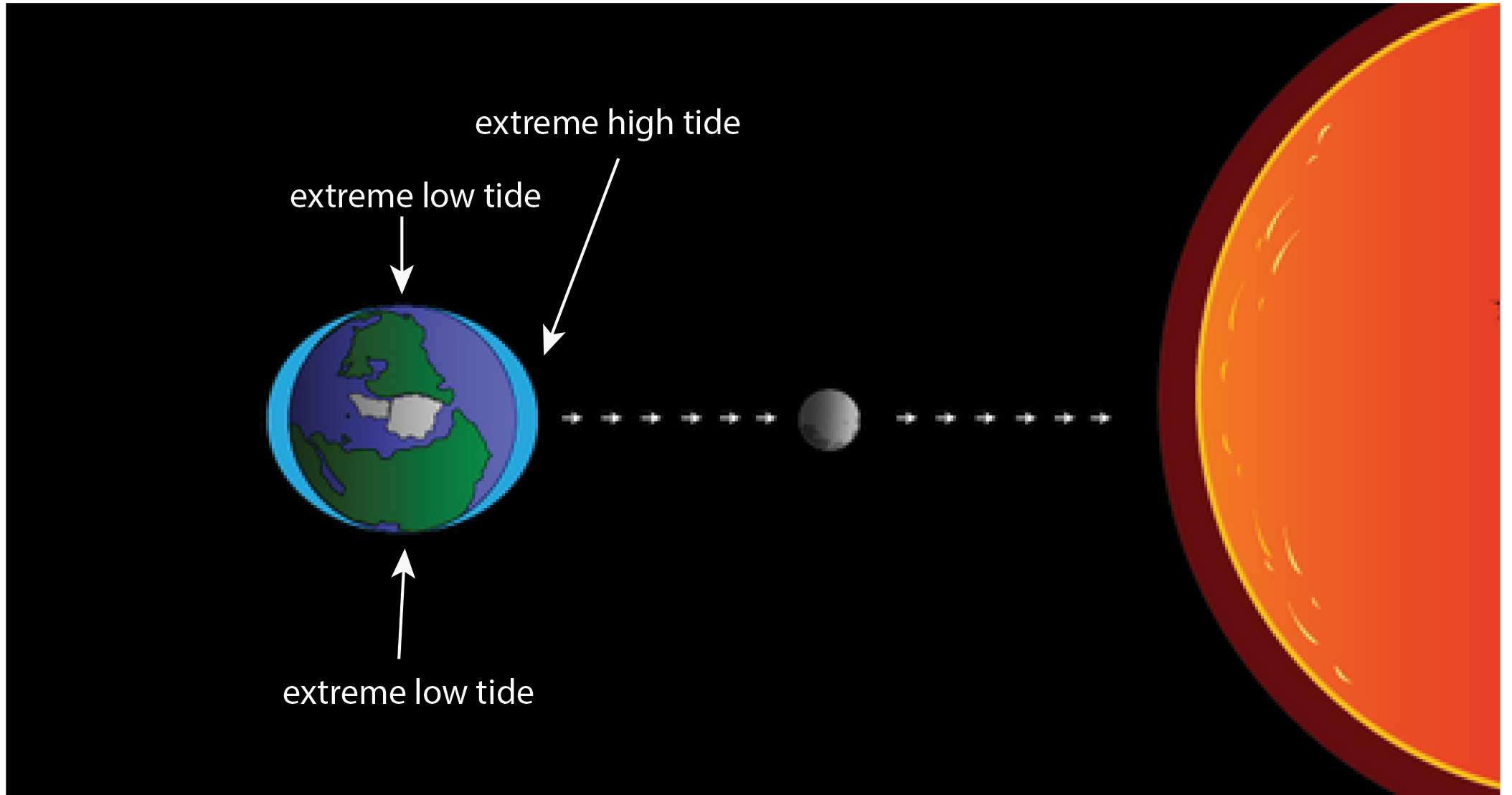 at which lunar phase are tides most pronounced