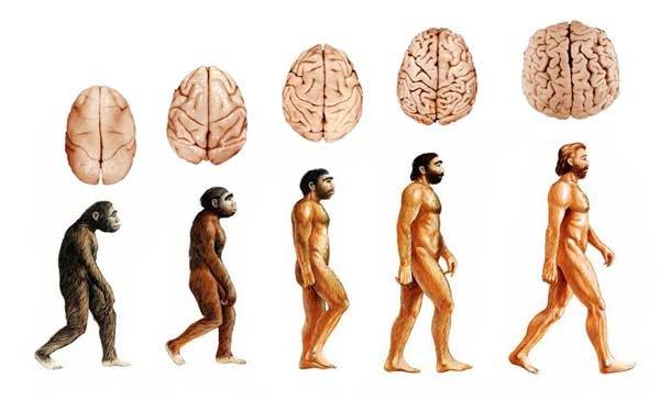Image result for brain images evolution