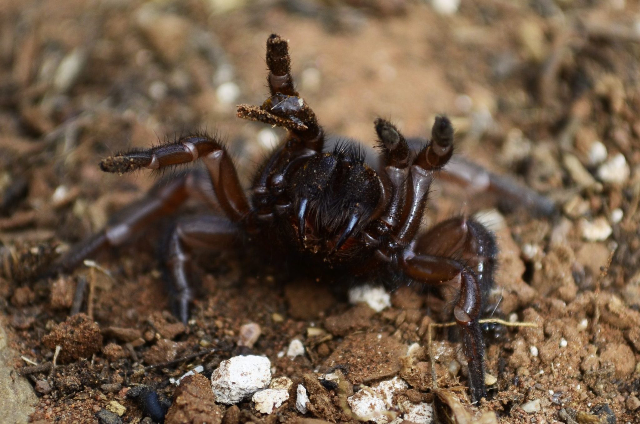 The Oldest Spider In The World Lived In Australia For 43 Years Great   Trapdoor Spider Dies At 43 Years Old 