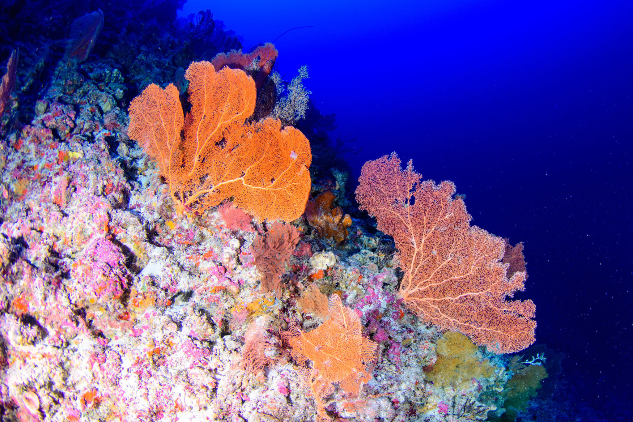 pollution-reaches-deep-mesophotic-corals-under-threat-great-lakes-ledger