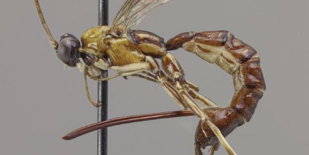 Scientists Discover New Terrifying Wasp With Giant Sting - Great Lakes