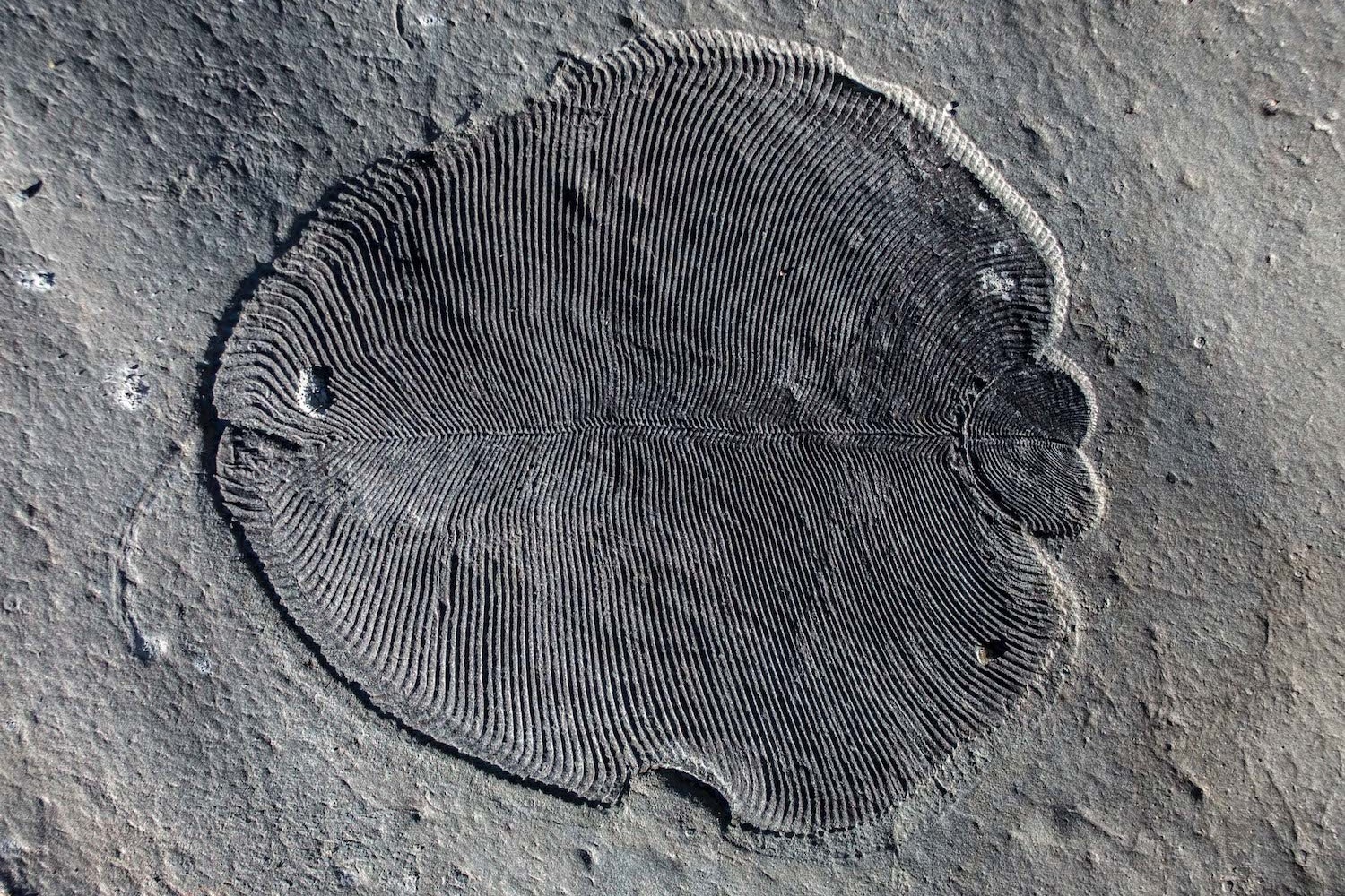 Dickinsonia The Oldest Animal Known To Date 558 Million Years Old 