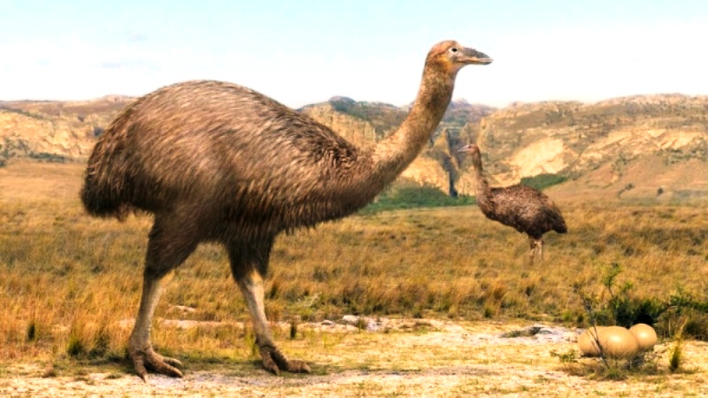 Download The Elephant Birds Were the Largest to Ever Live - Who ...