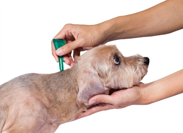 flea-and-tick-medicine-may-be-dangerous-for-your-pet-great-lakes-ledger