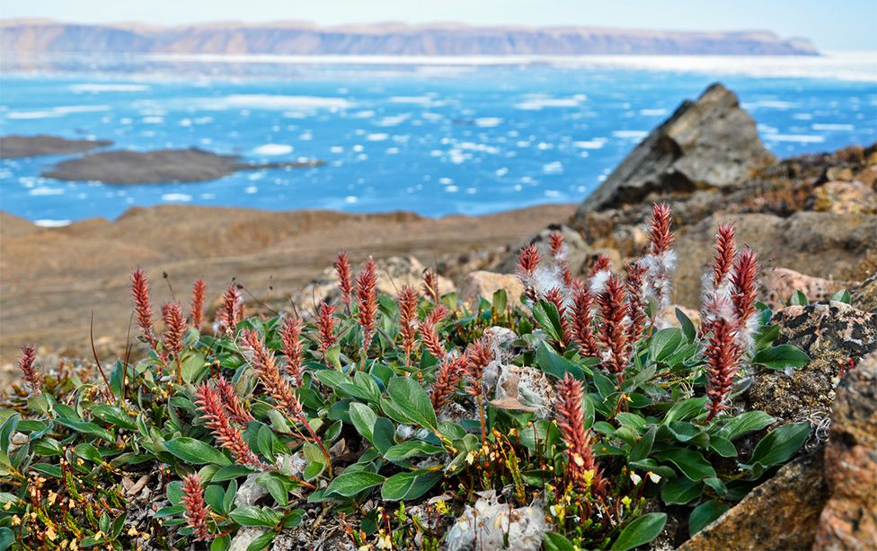 arctic-plants-are-now-growing-taller-and-take-over-the-other-vegetation