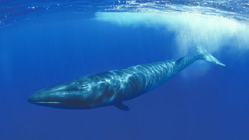 Endangered Sei Whales Observed For The First Time In Decades in ...