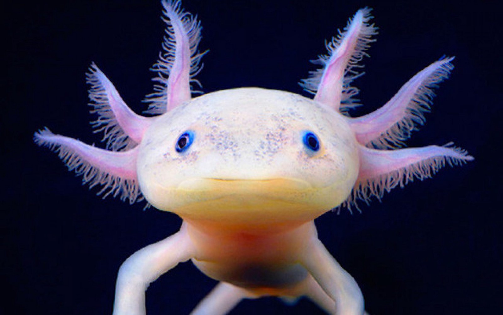 Complete Axolotl Genome It's Essential To Future Human Tissue