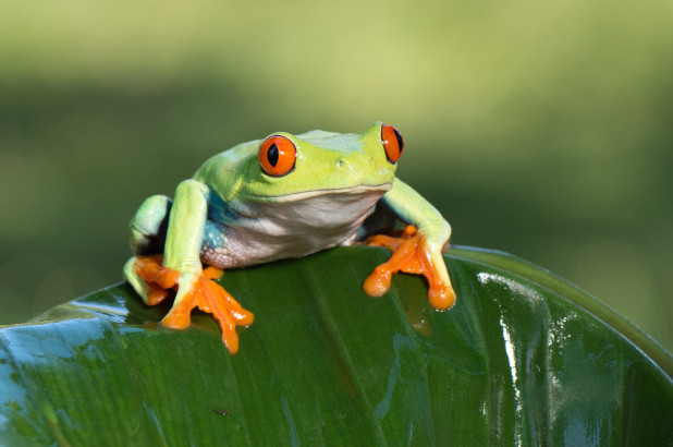 Amphibian Plague Affects Frogs, And That's Not A Good Sign For Our ...