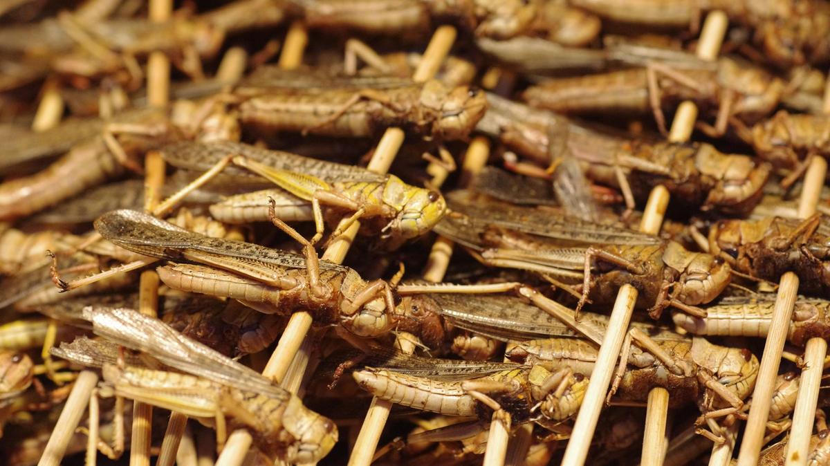 Shocking Study: Eating Insects Might Decrease Risks Of Cancer - Great ...