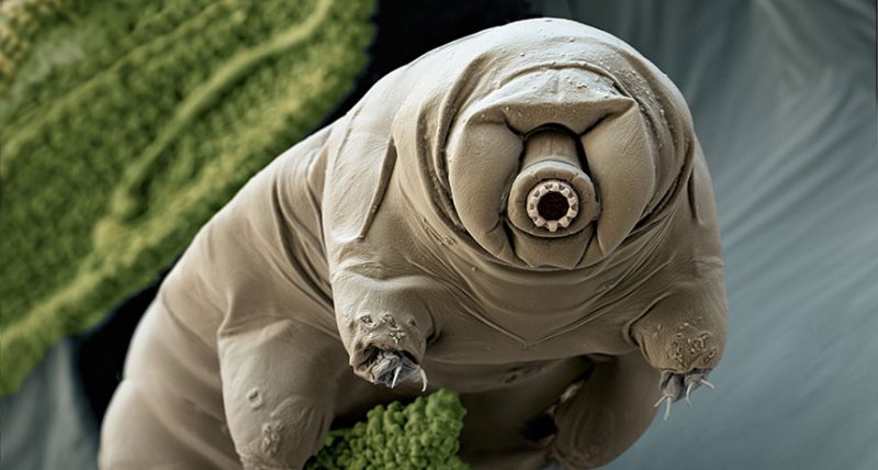Tardigrades On The Moon - Can These Organisms Survive Out There ...