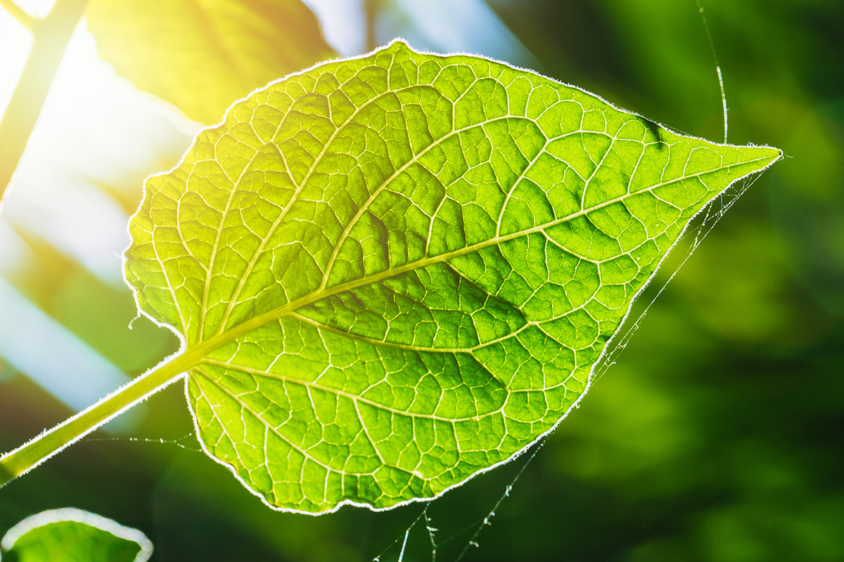 new-artificial-photosynthesis-the-methane-generating-method-great