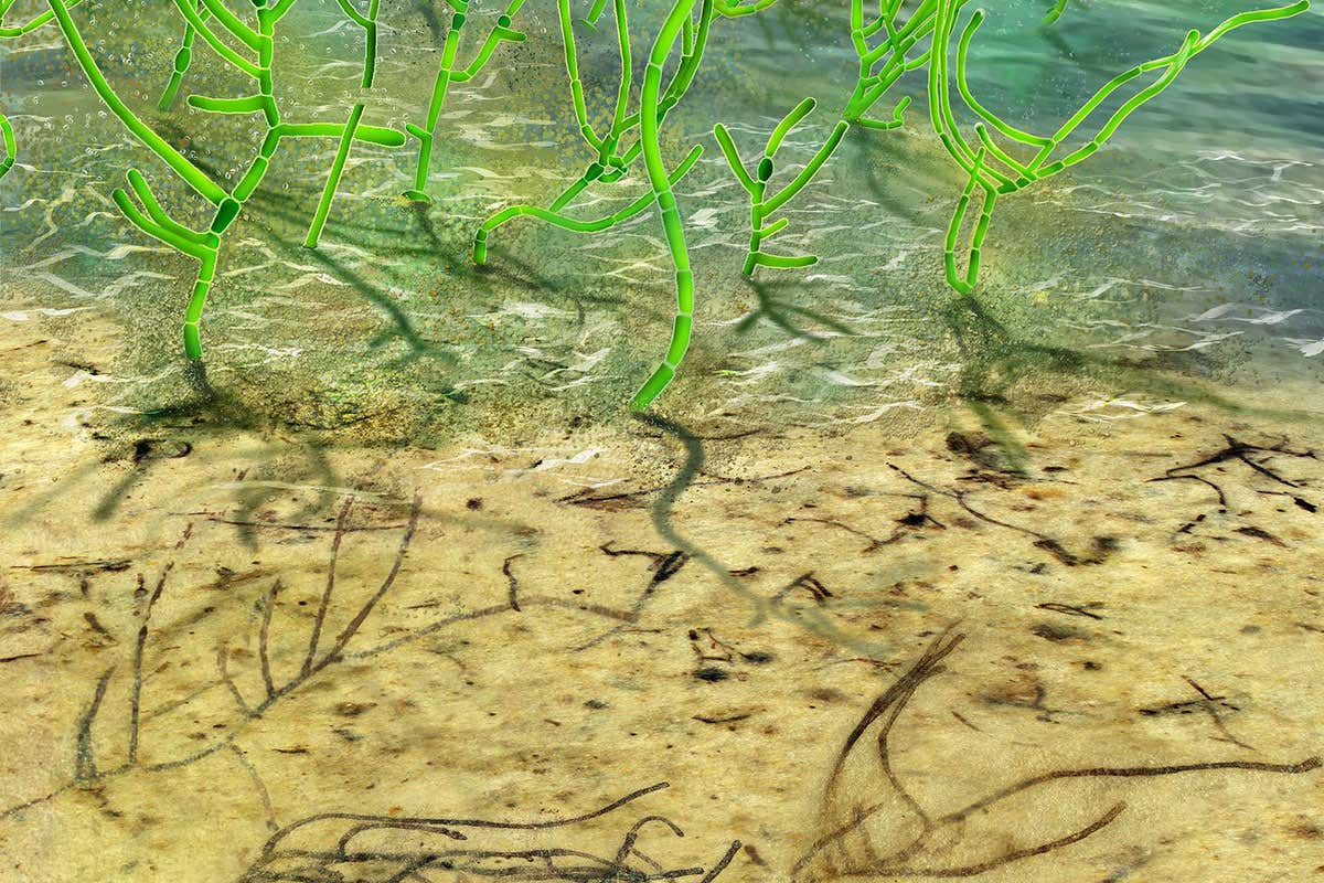 Появление первых водорослей