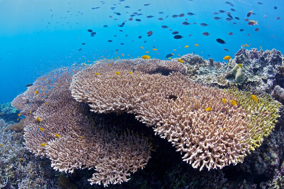 major-coral-species-are-taking-preemptive-measures-against-mass