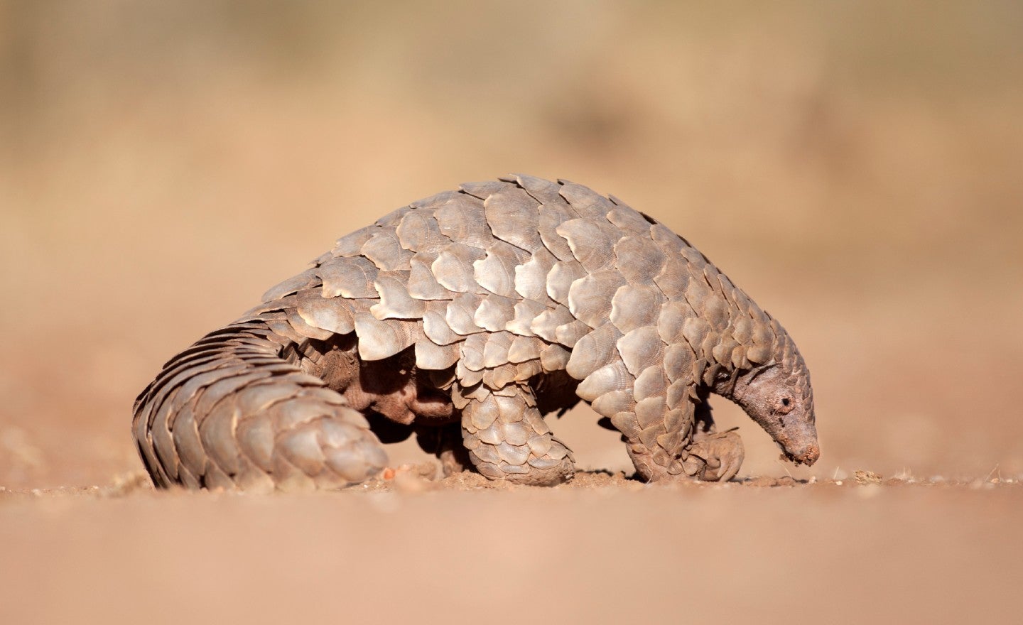 pangolins