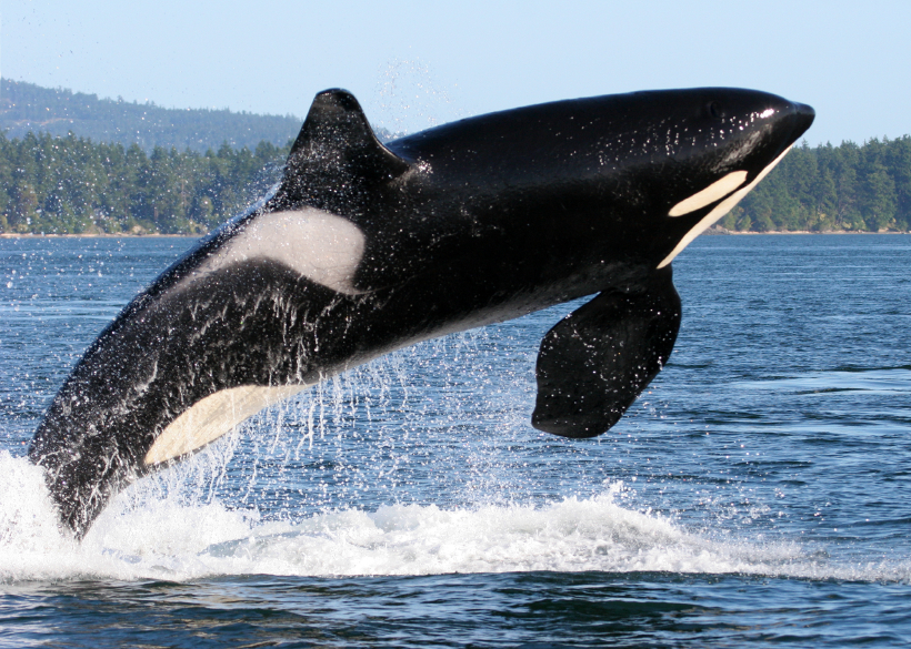 whales