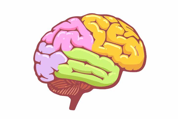 brain development