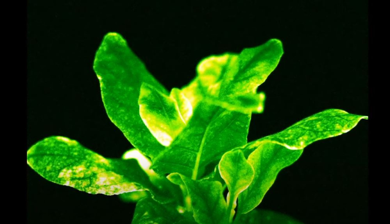 glowing plants