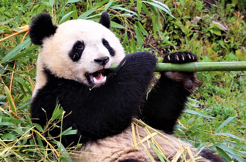Behold Giant Panda Bears as They Engage in Peculiar Ritual for Mating ...