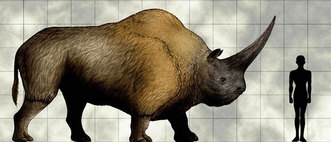 prehistoric rhinoceros species