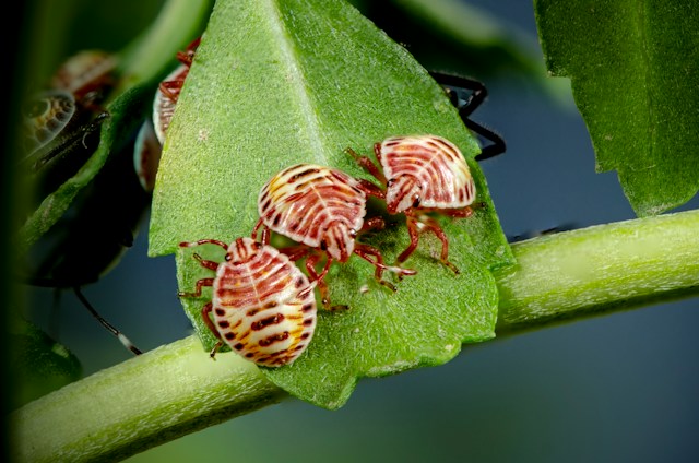 The Unexpected Wisdom of Brown Bugs: Unraveling Their Spiritual ...